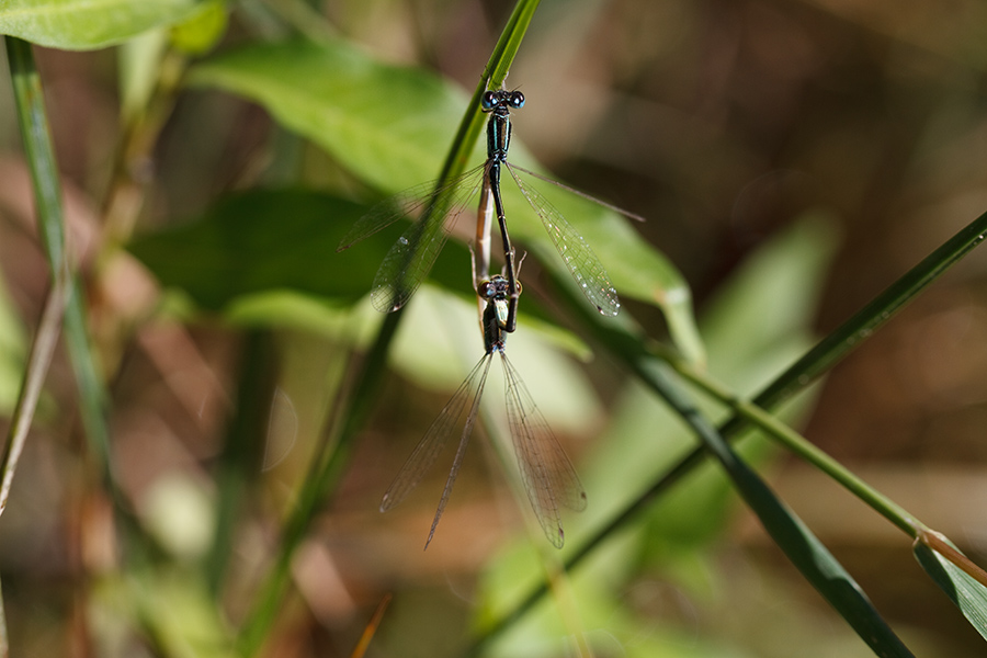 Ischnura pumilio